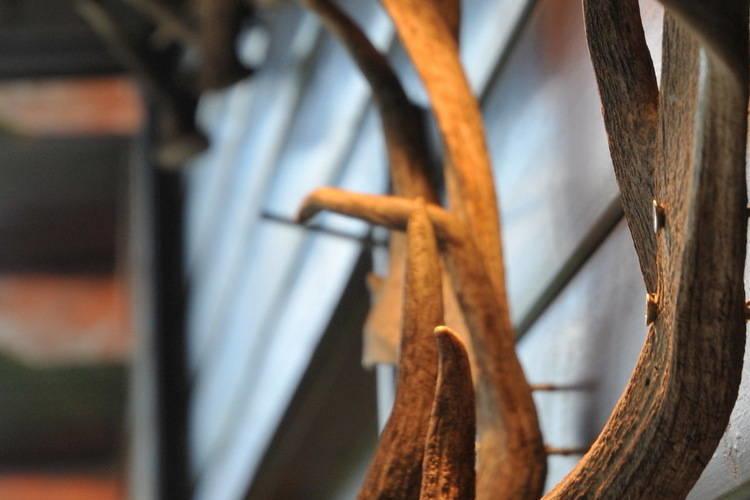 Arbre Dresse Villa Somme-Leuze Oda fotoğraf